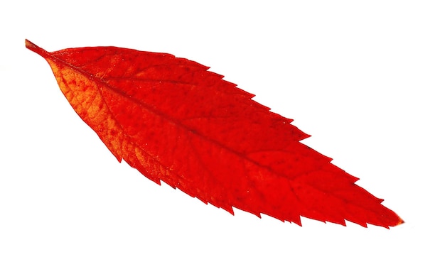 Photo beautiful autumn leaf isolated on white