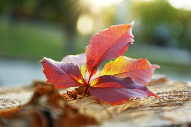 Beautiful autumn leaf on stump