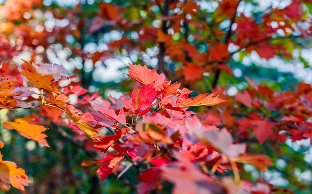 美しい紅葉、山の秋の森