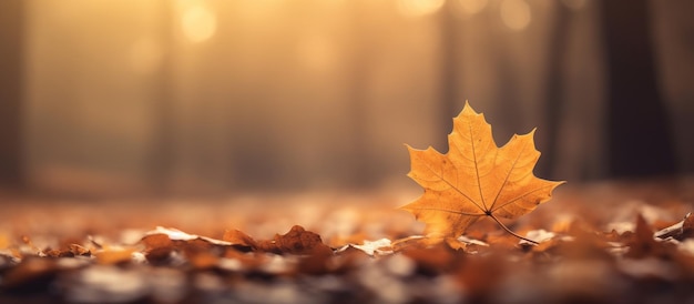 Красивые осенние листья на размытом фоне