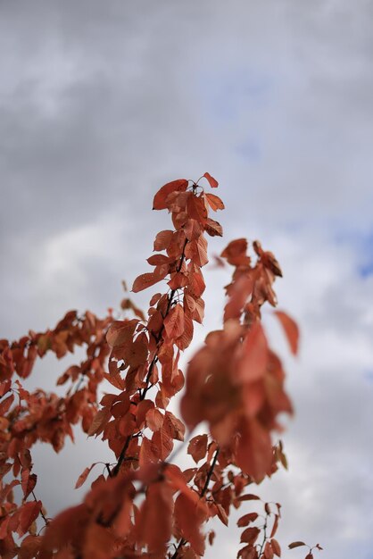 Photo beautiful autumn leaves flora and nature