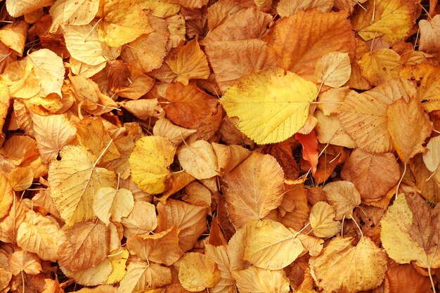 Beautiful autumn leaves on ground