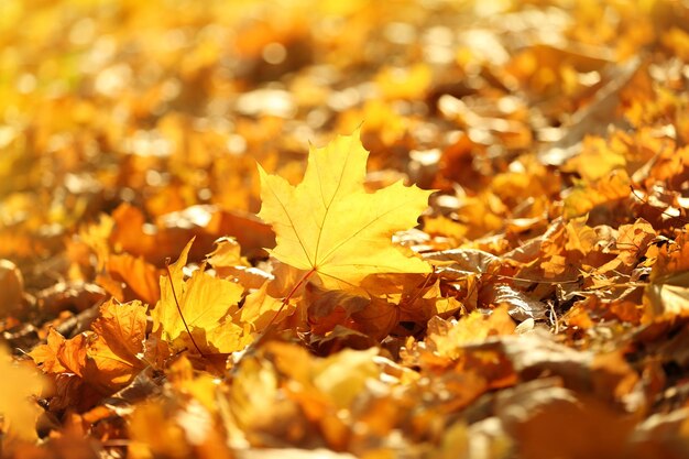 Beautiful autumn leaves on ground