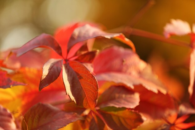 Beautiful autumn leaves outdoors closeup