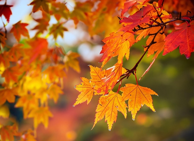 Beautiful autumn leaves with blur background