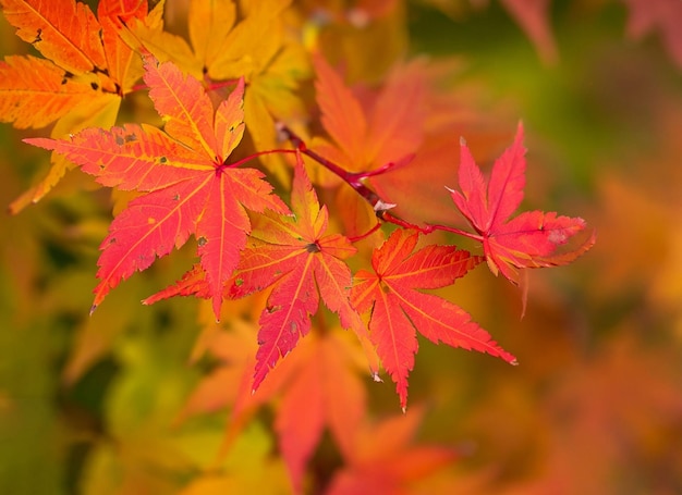 Photo beautiful autumn leaves with blur background