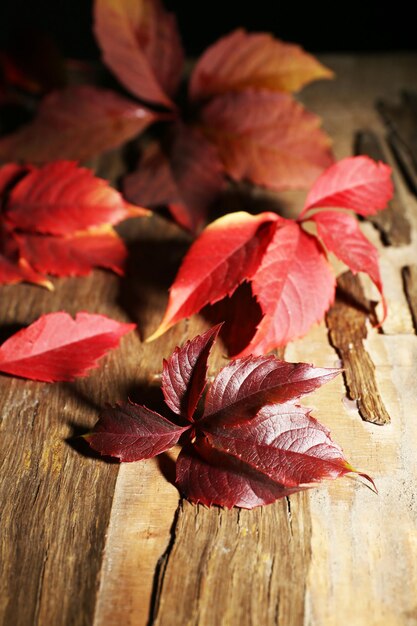 木製の背景に美しい紅葉