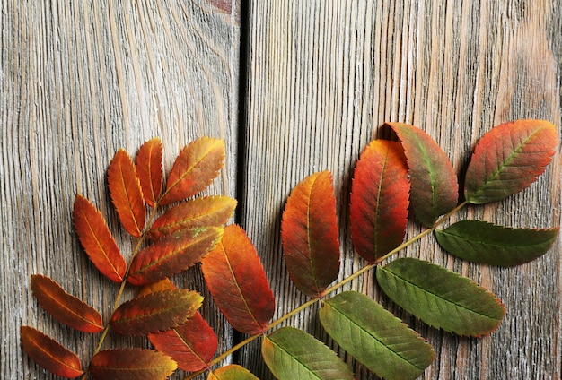 Beautiful autumn leaves on wooden