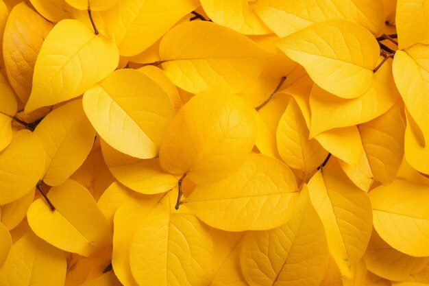 Photo beautiful autumn leaves of yellow maple closeup