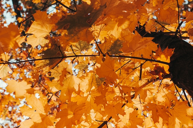 beautiful autumn leaves of yellow maple closeup.