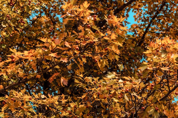 Beautiful autumn leaves of yellow oak closeup.