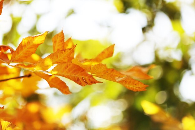 Beautiful autumn leaves