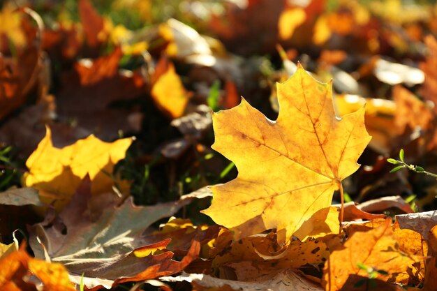 Beautiful autumn leaves