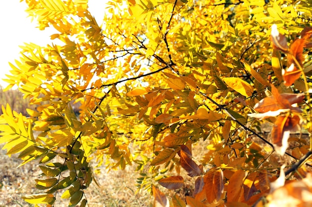 Beautiful autumn leaves