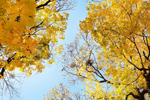 Beautiful autumn leaves