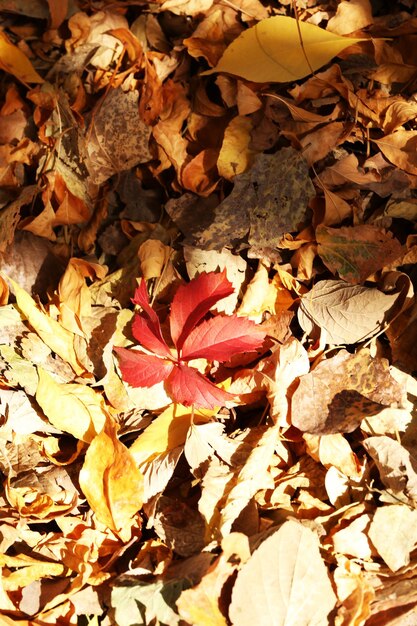 Beautiful autumn leaves