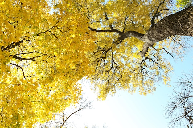 Beautiful autumn leaves