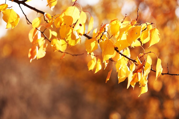 Beautiful autumn leaves