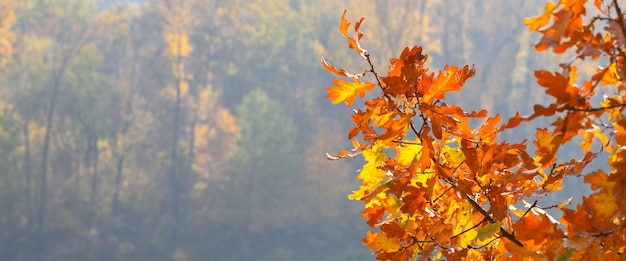 Beautiful autumn maple leaves. autumn forest landscape. fall time season background. copy space