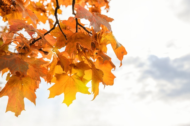 Beautiful autumn maple leaves on tree in park on white background