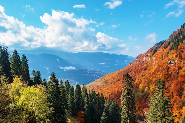 美しい秋の山の風景。コーカサス山脈の色とりどりの木々の平面図。