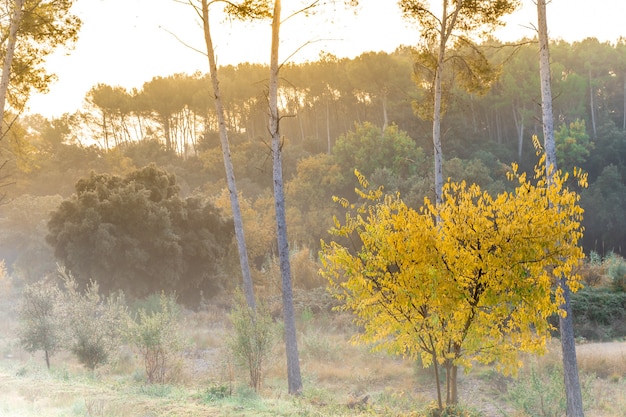 Beautiful autumn mountain landscape with colorful golden trees