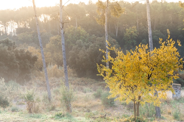 Beautiful autumn mountain landscape with colorful golden trees