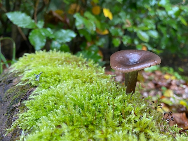 写真 苔の中の美しい秋のきのこ