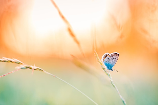 Beautiful autumn nature concept. Blurred foliage meadow background, amazing butterfly closeup.