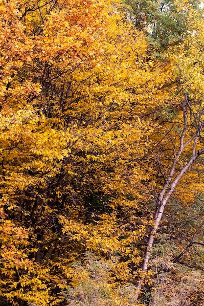 Beautiful autumn nature with falling foliage in midautumn