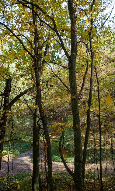 Красивая осенняя природа с падающей листвой в середине осени