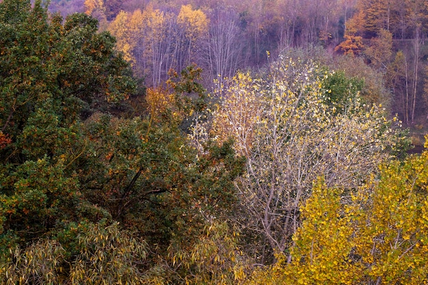 Beautiful autumn nature with falling foliage in midautumn