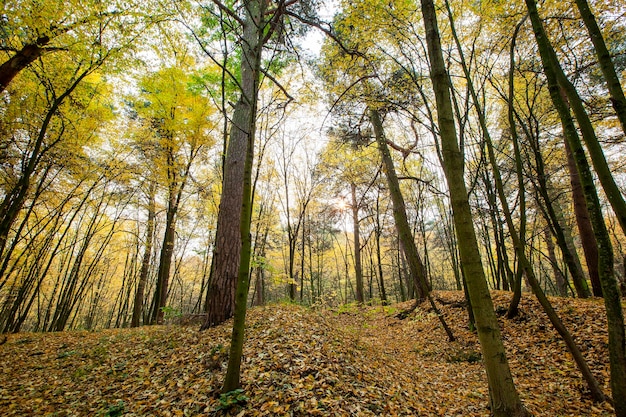 Beautiful autumn nature with falling foliage in midautumn