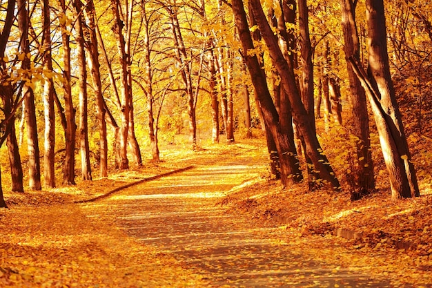 Beautiful autumn park background