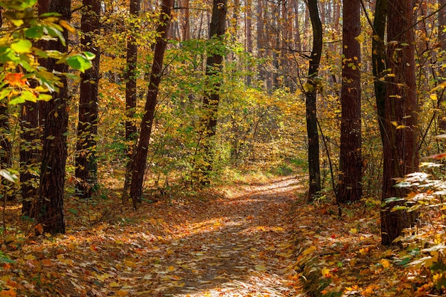 Photo beautiful autumn park forest in autumn