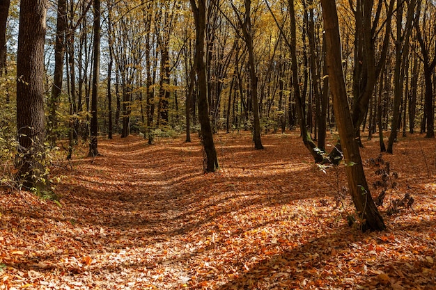 Bellissimo parco autunnale foresta in autunno