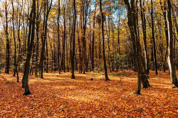 写真 秋の美しい秋の公園の森