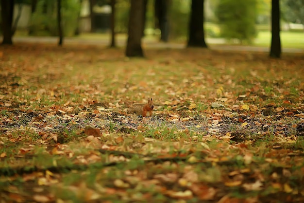 beautiful autumn park landscape / forest, trees in yellow foliage, autumn landscape, leaf fall