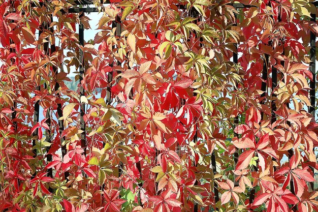 Bellissimo paesaggio / foresta autunnale del parco, alberi con fogliame giallo, paesaggio autunnale, caduta delle foglie