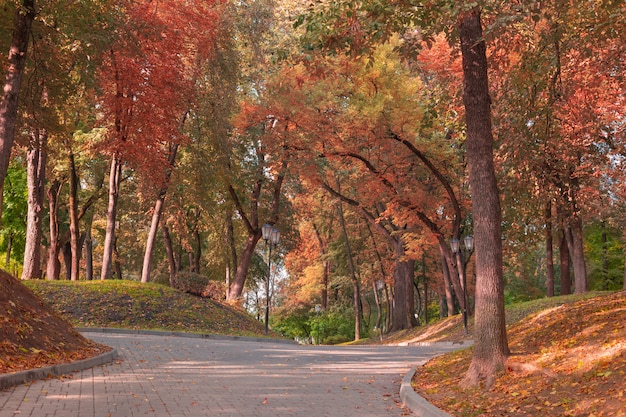 日光の下で美しい秋の公園