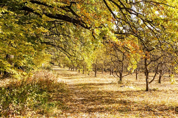 Beautiful autumn park at sunny weather