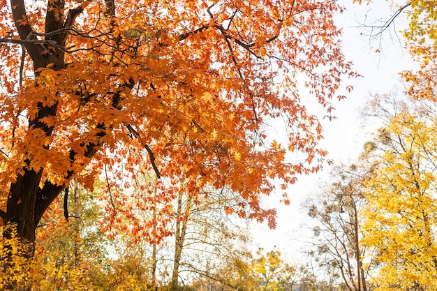 Beautiful autumn park at sunny weather