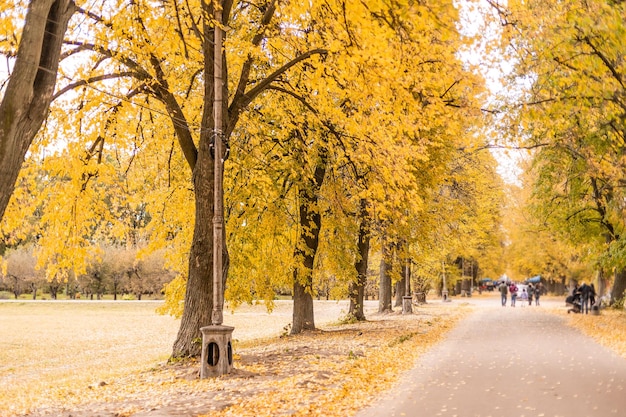 beautiful autumn park at sunny weather.