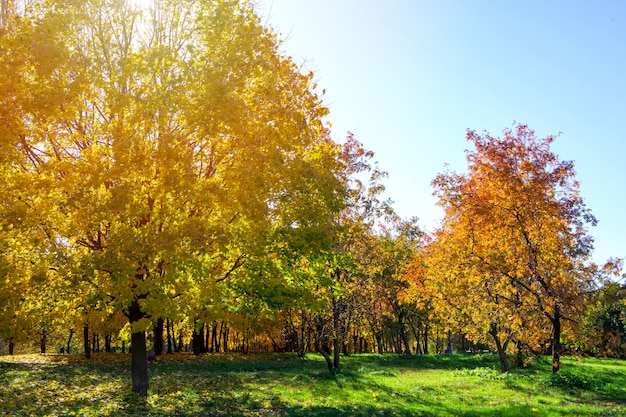 Beautiful autumn park with orange leaves