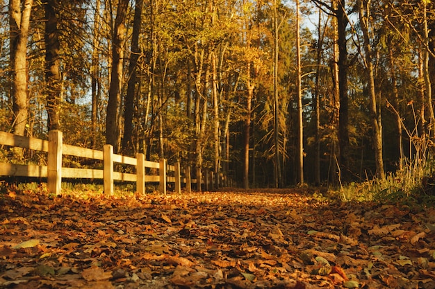 Beautiful autumn park