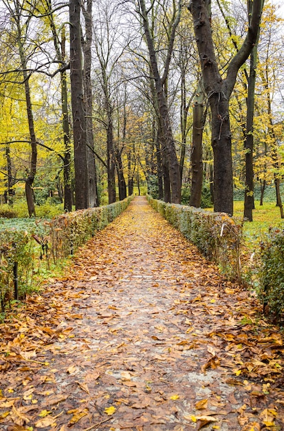 Foto bellissimo percorso autunnale con foglie cadute