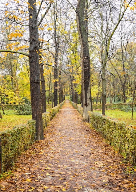 Foto bellissimo percorso autunnale con foglie cadute