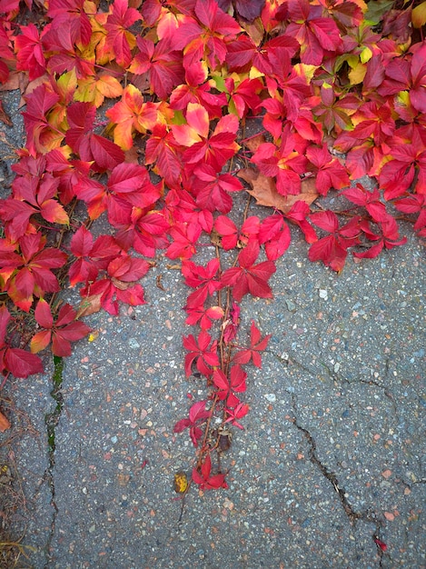 Beautiful autumn pattern of living leaves on a wall background of different colors