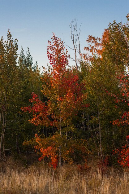 Beautiful autumn rural steppe landscape autumn trees