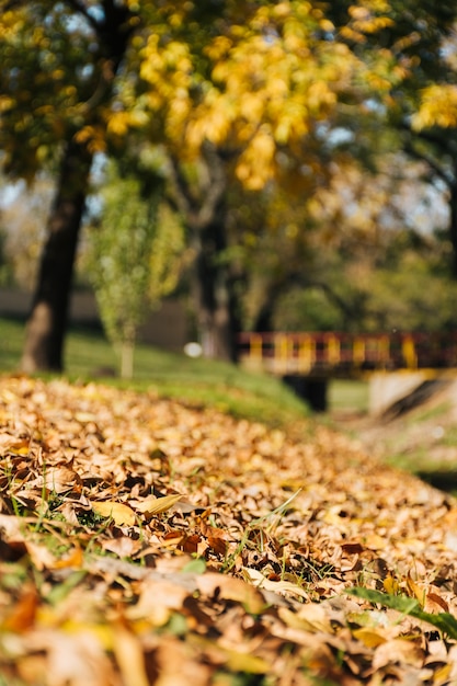 Foto bella scena autunnale con sfondo sfocato parco